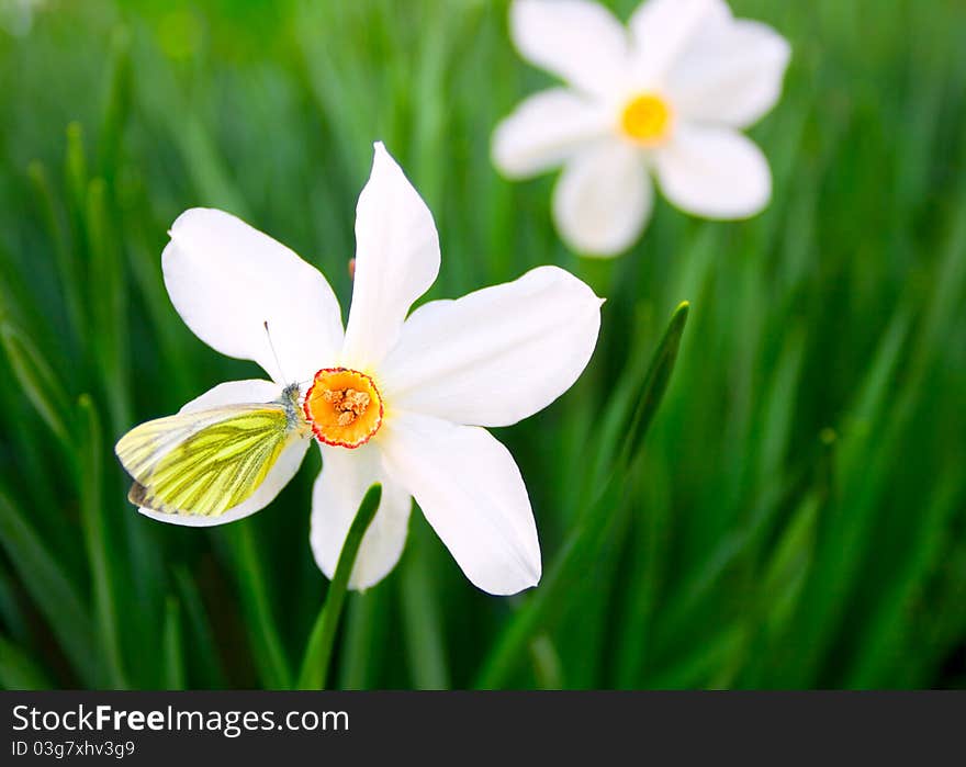 Wild daffodil and yellow butterfly. Wild daffodil and yellow butterfly