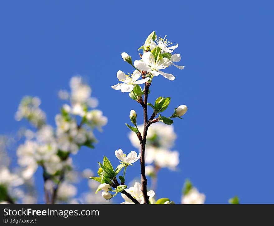 Branch of a blooming fruit tree with white flowers