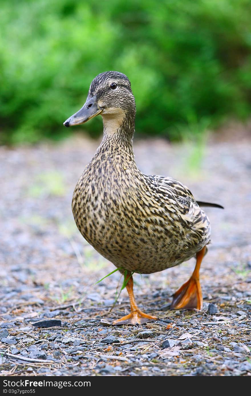 Female Mallard Duck