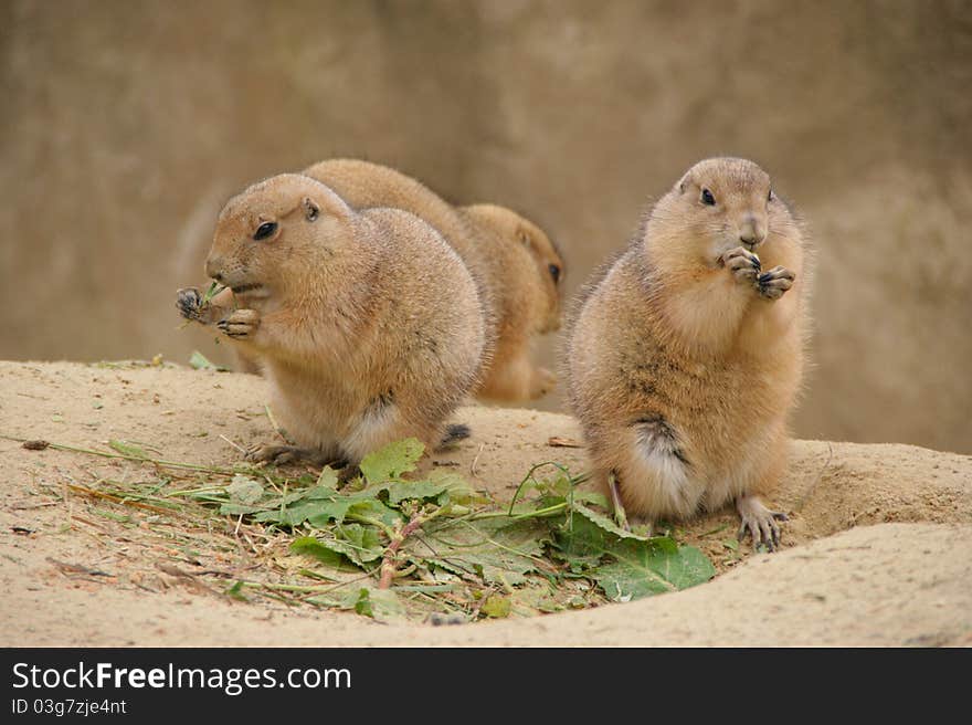 Prairie dogs at the Zoo