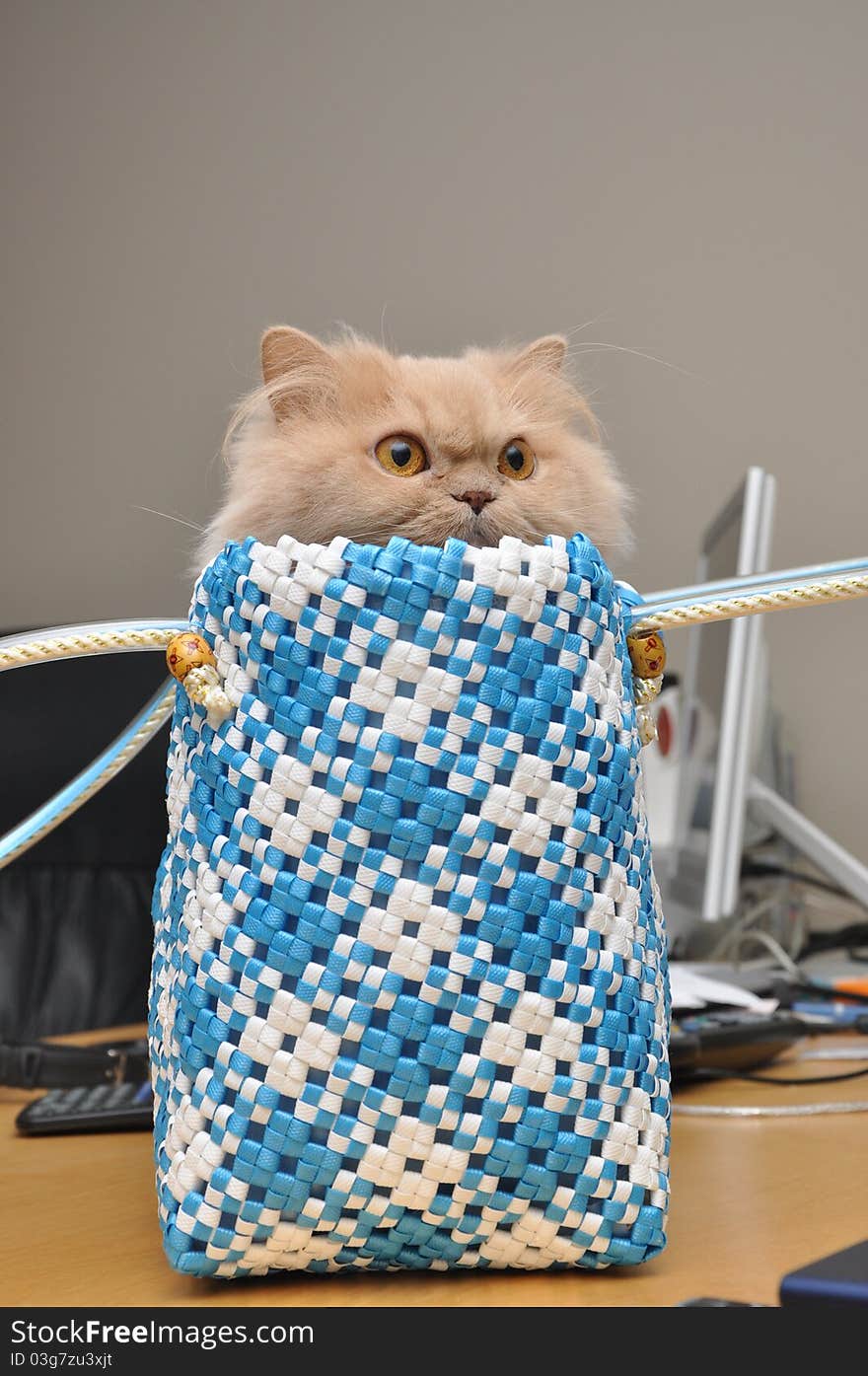 Persian cat hides into the bag