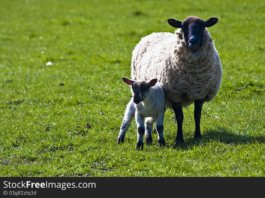 Ewe with her lamb