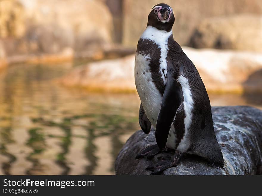 Humboldt penguin in captivity, standing next to a pond