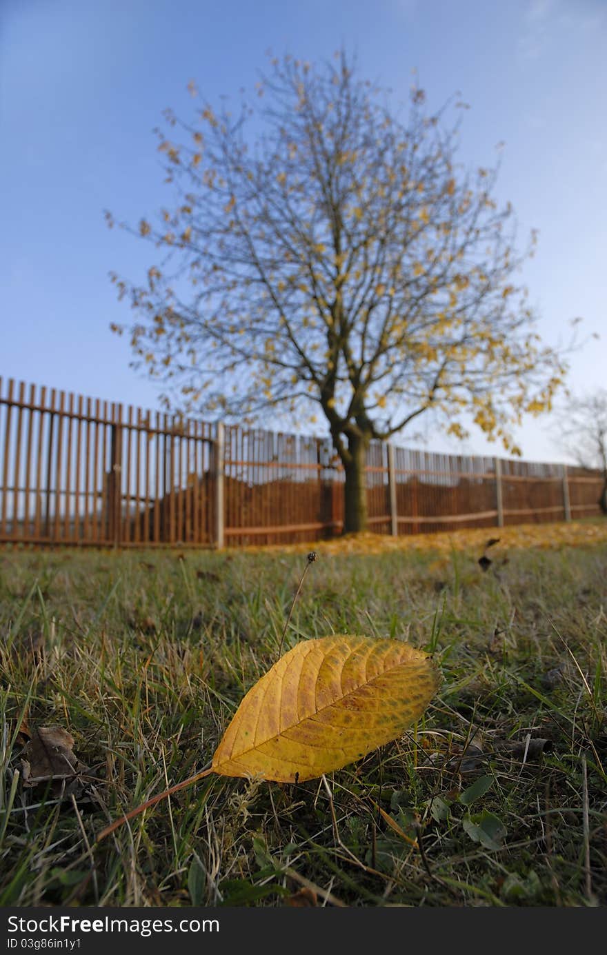 Detail of yellow leaf on grass with tree and fence in background. Detail of yellow leaf on grass with tree and fence in background