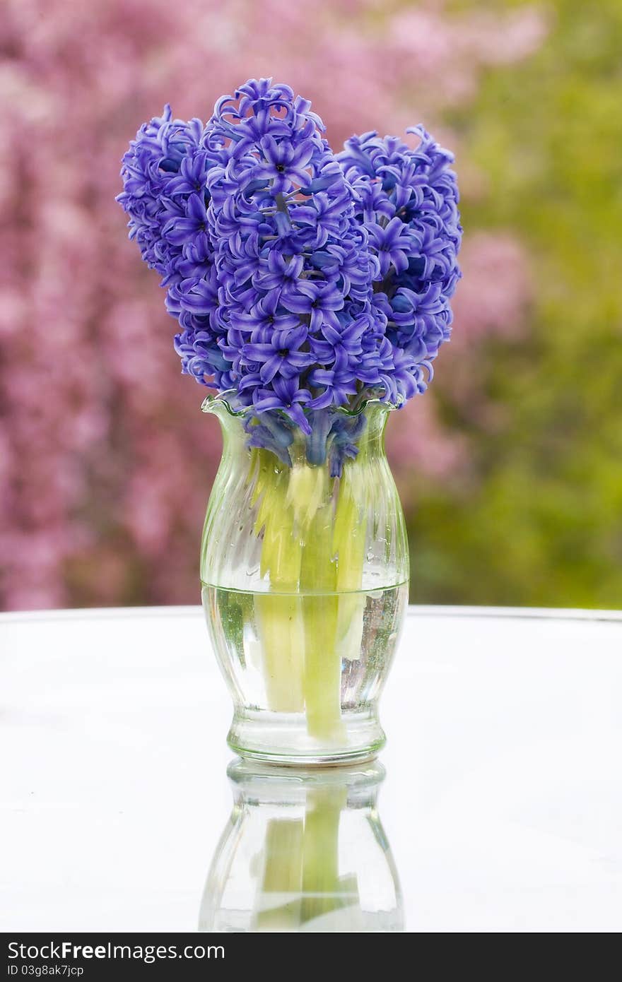 Hyacinths in a Vase with Spring Background