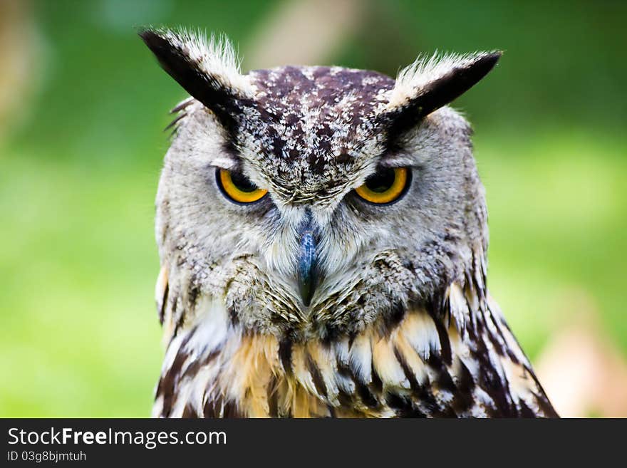 An eagle owl with yellow - orange eyes. An eagle owl with yellow - orange eyes.