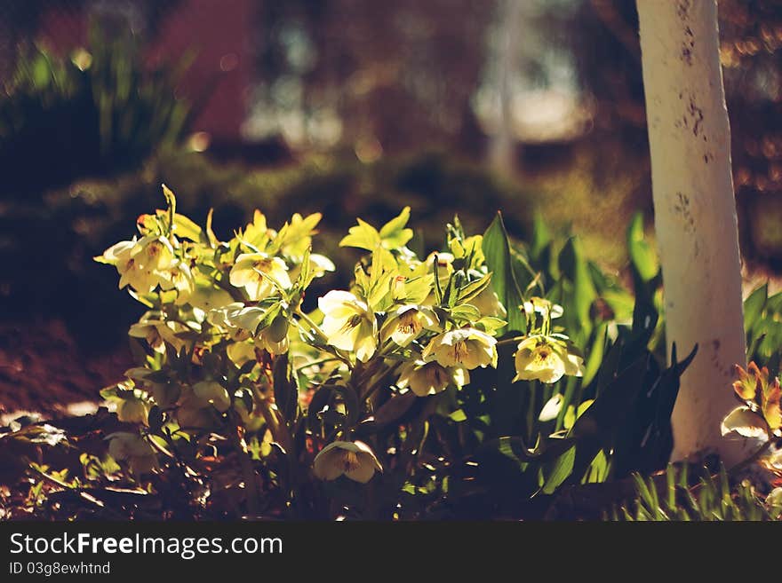 Yellow Flowers