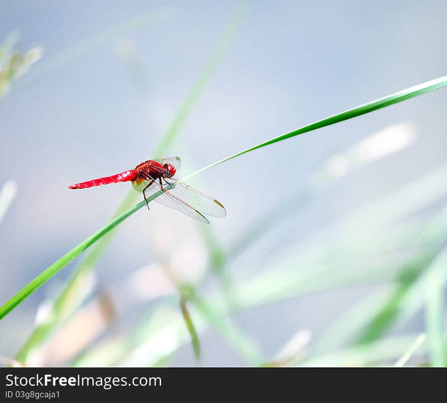 Dragonfly