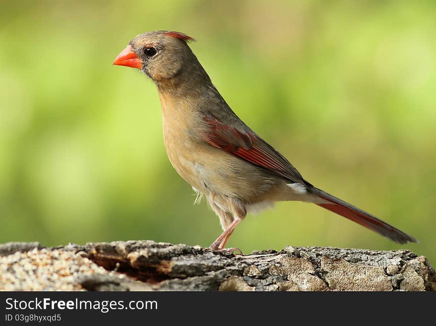 A female cardinal that stopped by to pose for me. A female cardinal that stopped by to pose for me.