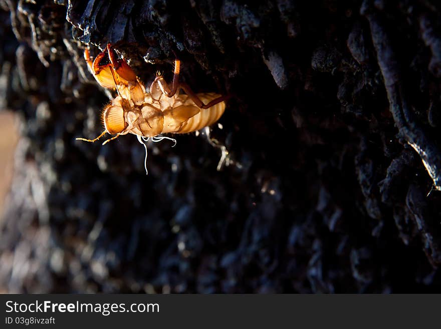 Cicada molt on the coconut tree at Raya Island,Thailand