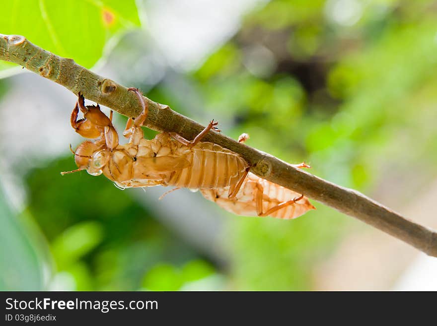 Cicada molt on the coconut tree