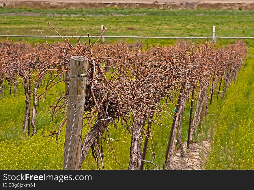 Closeup of a wine vineyard. Closeup of a wine vineyard.