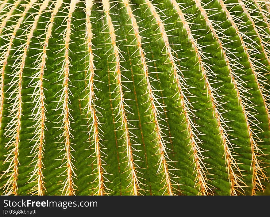 Natural Floral Cactus Background