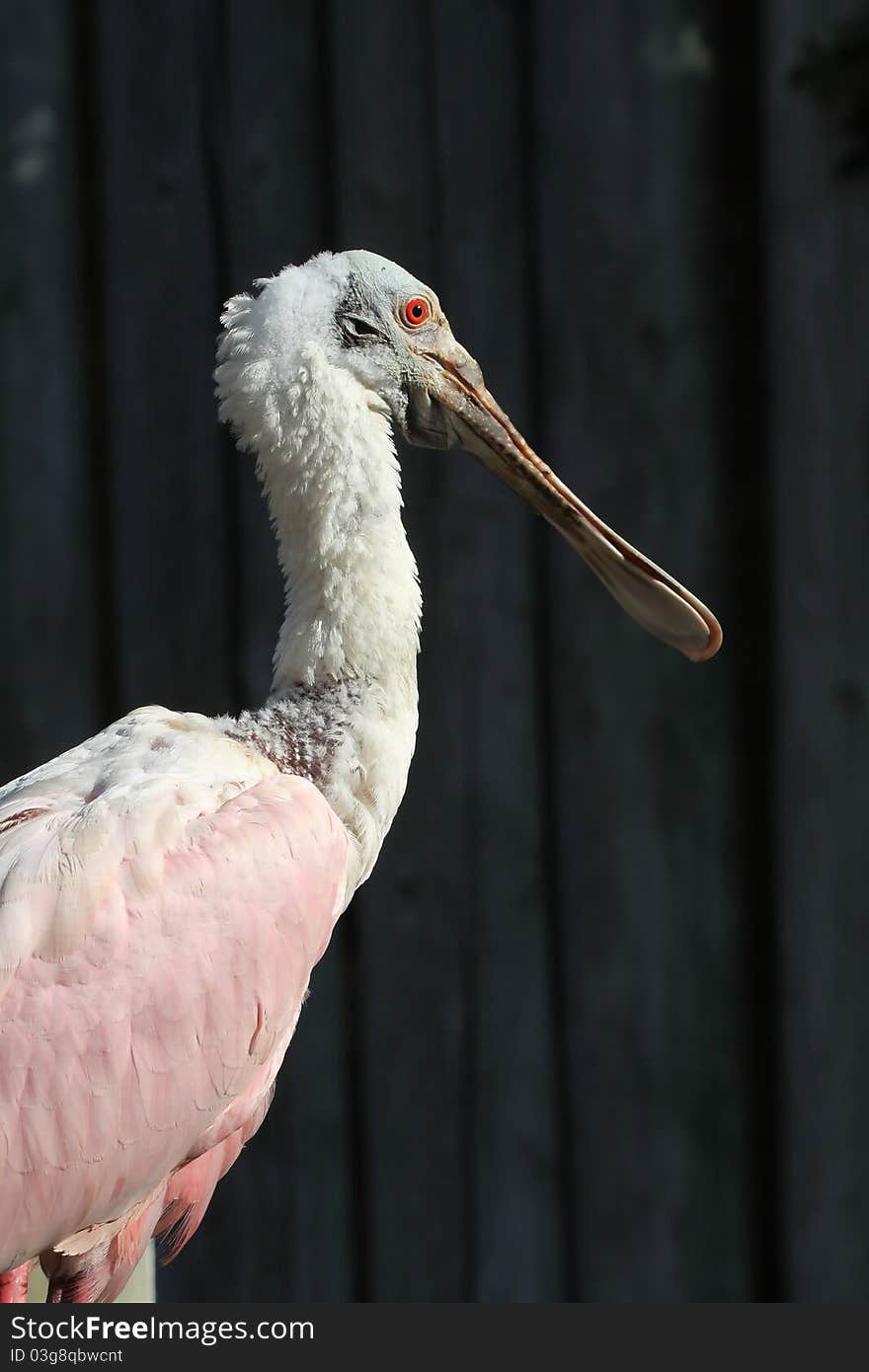 A Roseate Spoonbill profile portrait