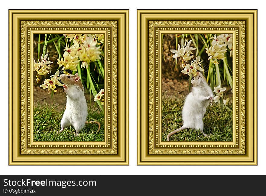 Rat smelling flowers in two vintage gold frames. Rat smelling flowers in two vintage gold frames.