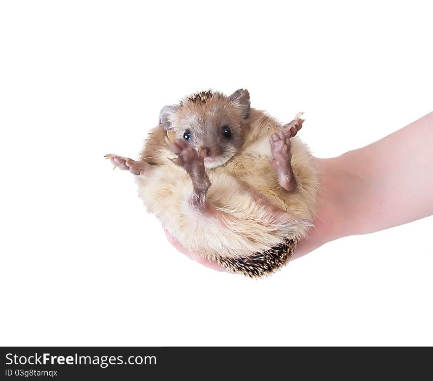 Eared hedgehog fits in the hand. Isolation on white background. Eared hedgehog fits in the hand. Isolation on white background