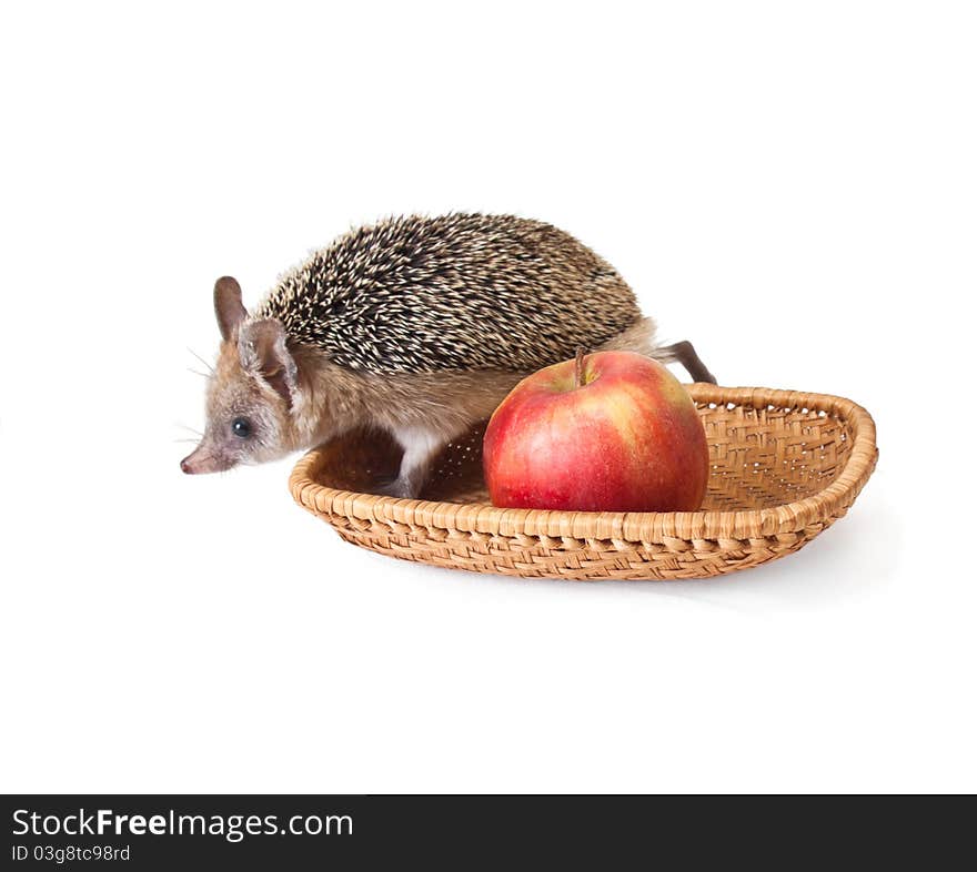 Hedgehog and apple on white background