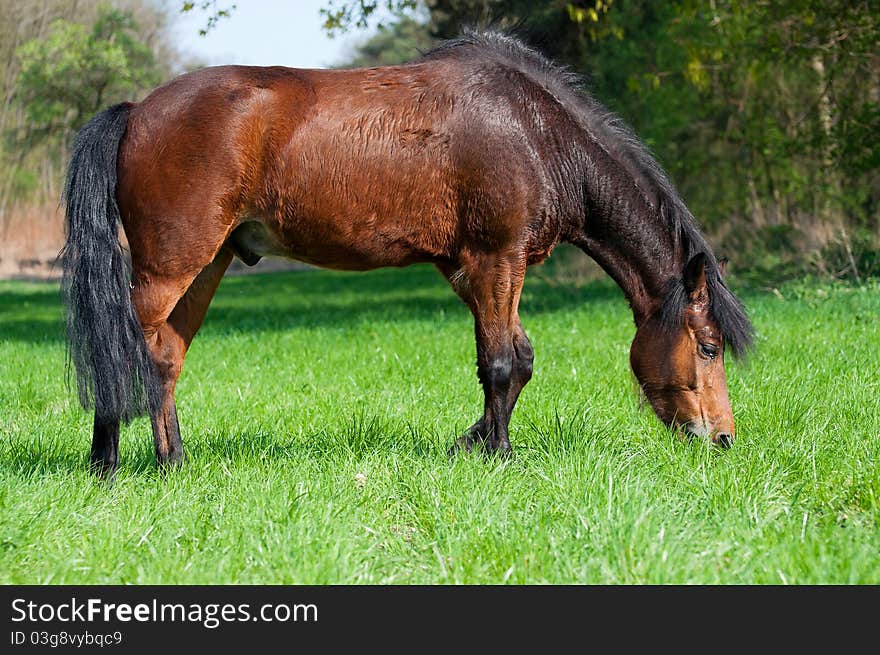 Beautiful horse, picture taken during the daytime.