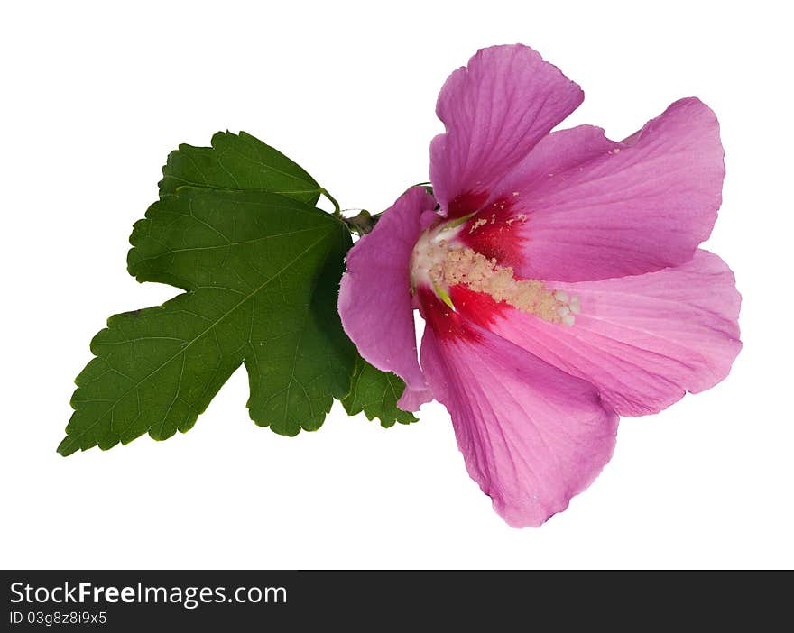 Pink Flower With Green Leaf On White