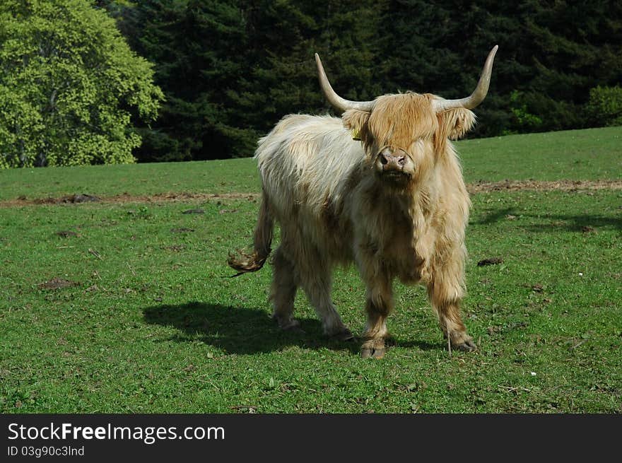 Scottish highland cow standing on a green meadow