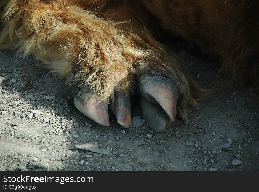 Claw of a scottish highland cow