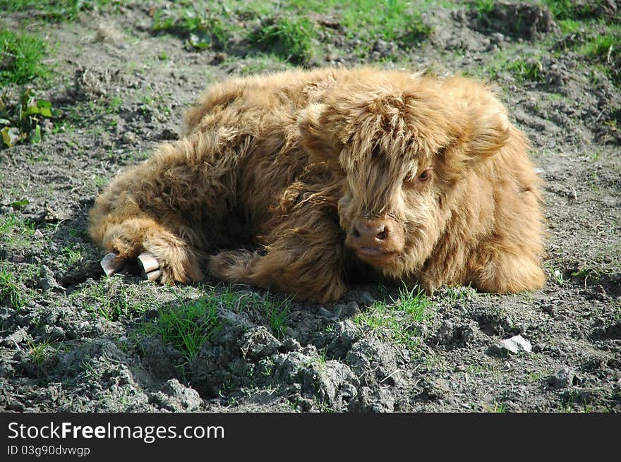 Scottish highland calf