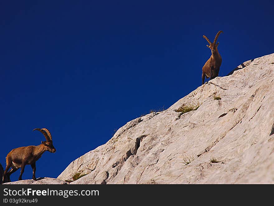 Ibex, Dolomites