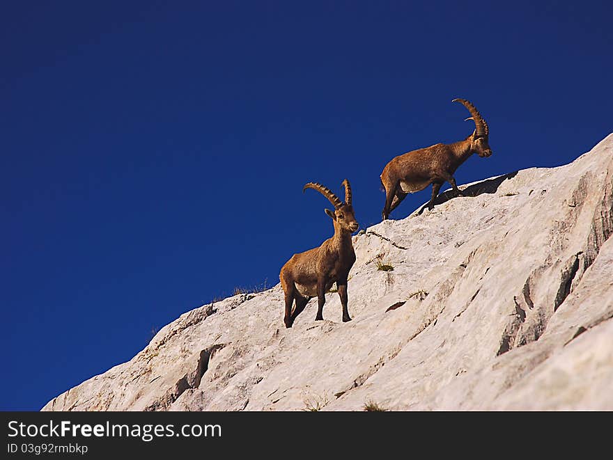 Ibex climbing a cliff in the Dolomites mountains, Cadore, Italy. Ibex climbing a cliff in the Dolomites mountains, Cadore, Italy