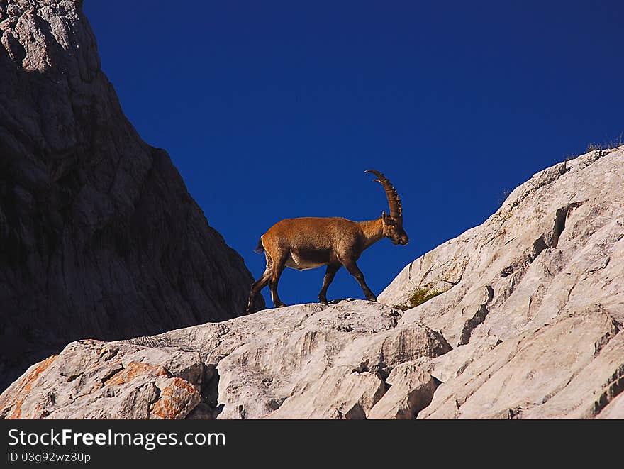 Ibex climbing a cliff in the Dolomites mountains, Cadore, Italy. Ibex climbing a cliff in the Dolomites mountains, Cadore, Italy