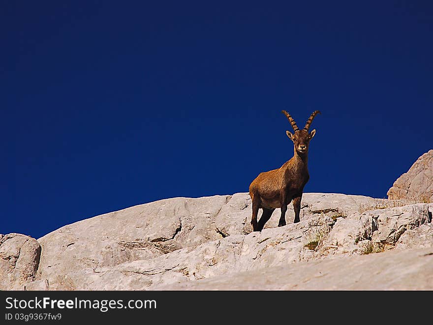 Ibex, Dolomites