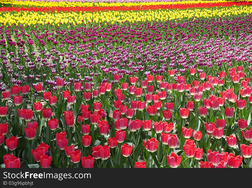 Splendid Tulip land in blooming