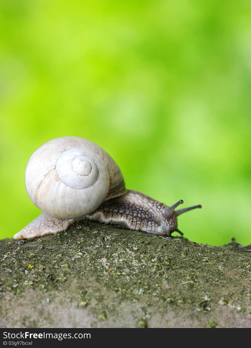 Snail walking on the leaf