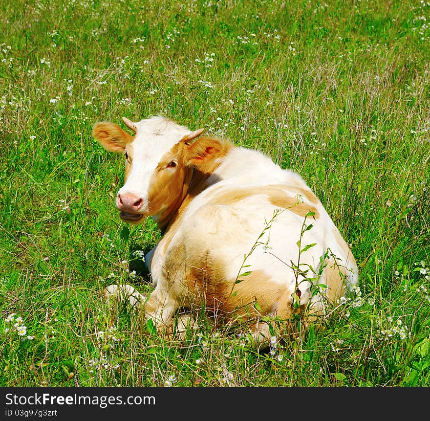 Cow looking back in field