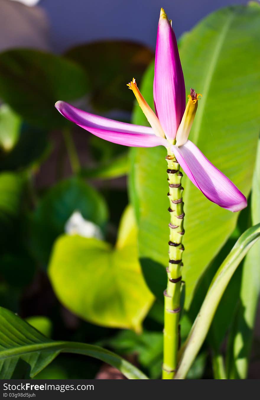 Banana flower pretty small in Thailand