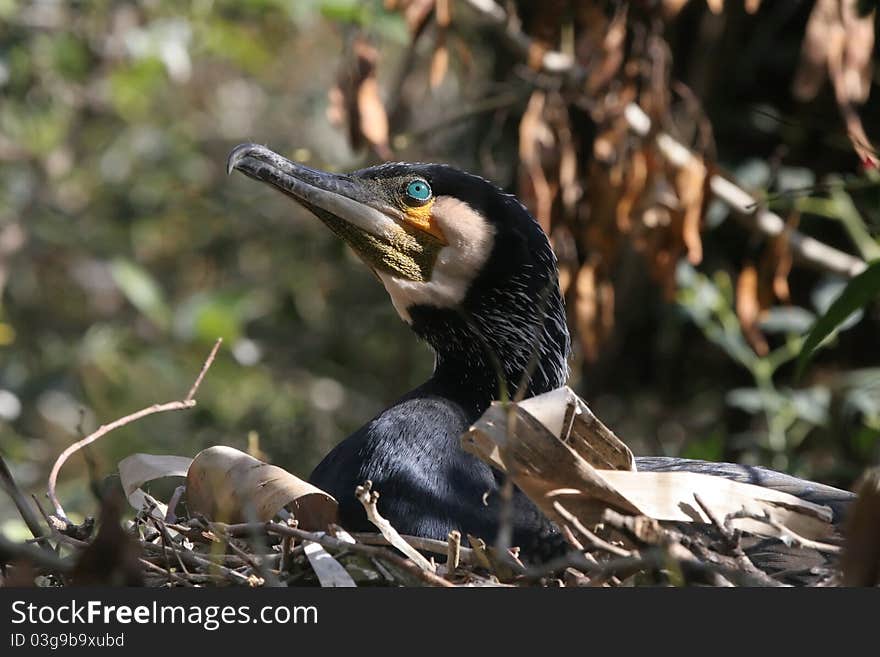 Cormorant nesting