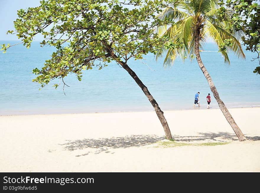 Seaside beach and tree