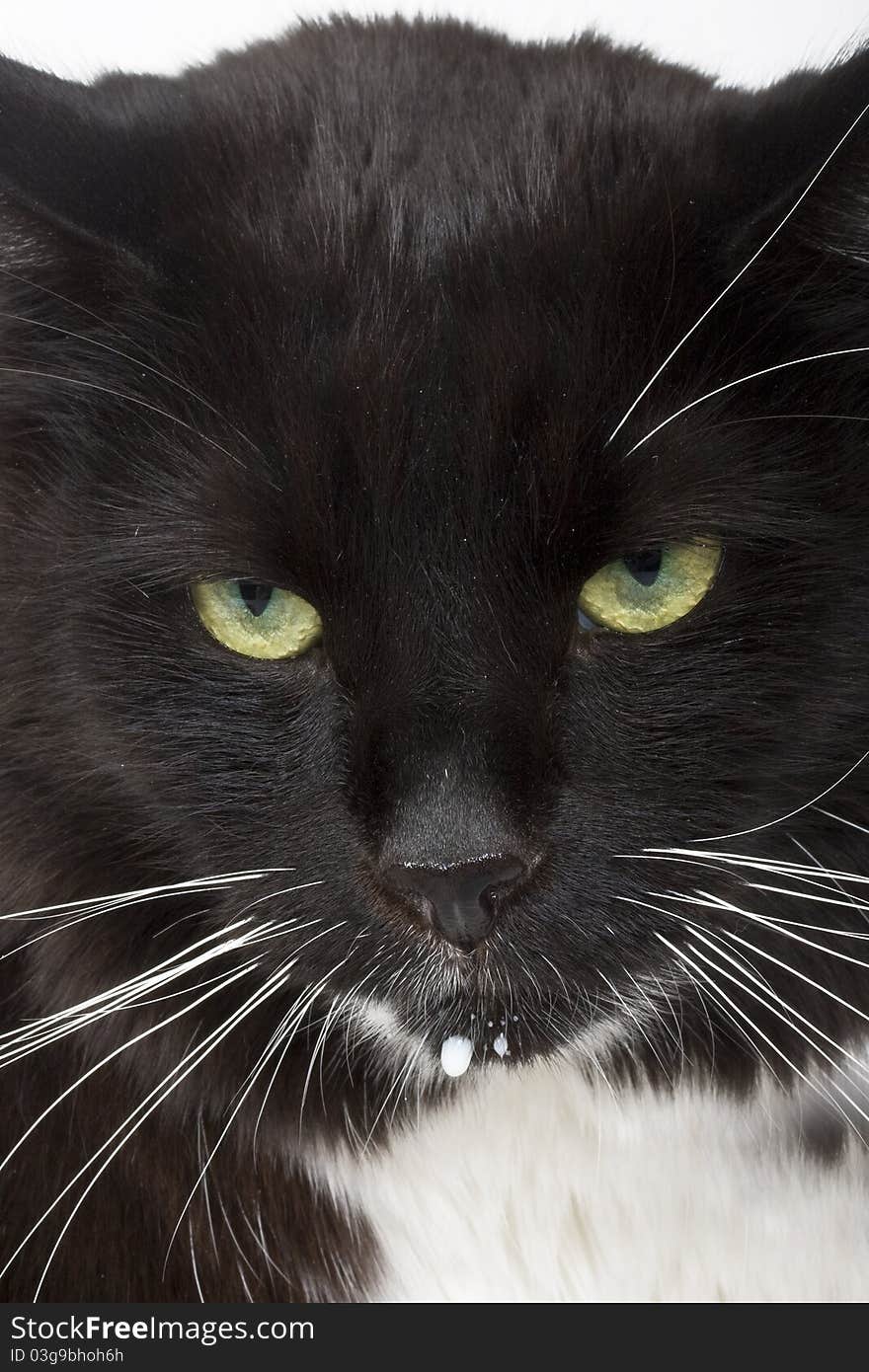 Cat's face closeup with a drop of milk on it's mouth.