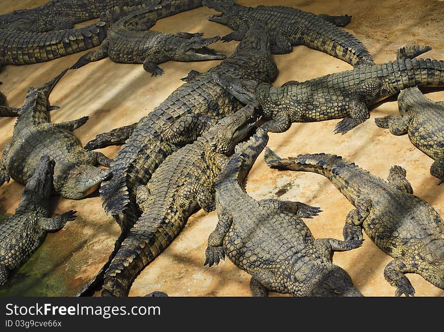 Crocodiles sunbathing at a croc farm in France. Crocodiles sunbathing at a croc farm in France