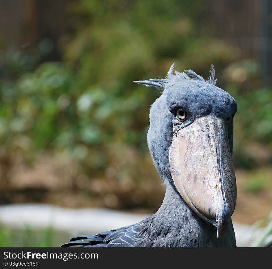 Shoebill looking at the camera