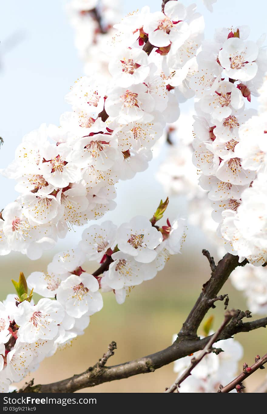 Cherry flower in the garden in Hungary