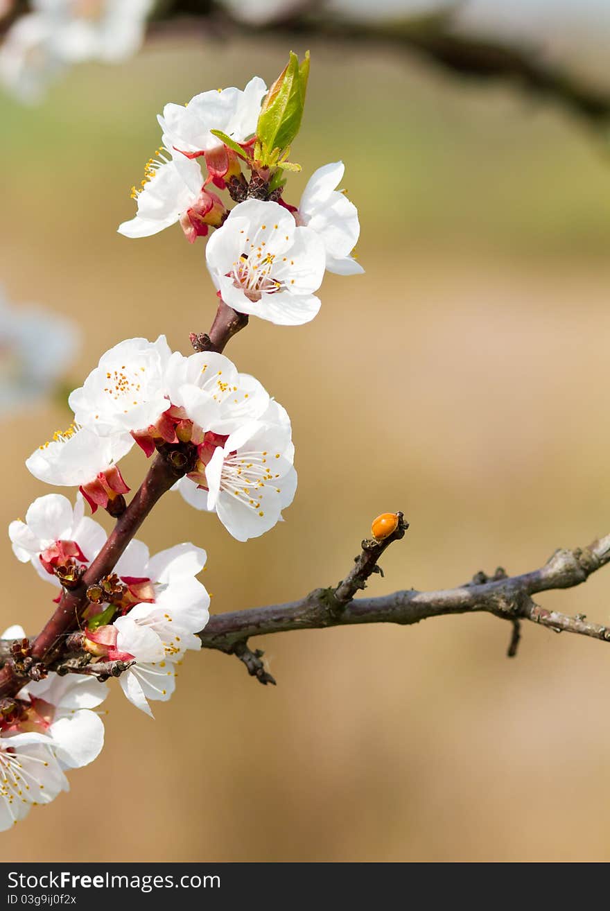 Cherry flower in the garden in Hungary