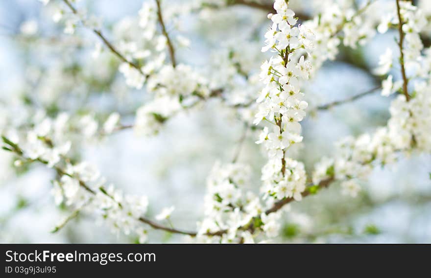 Cherry flower in the garden in Hungary