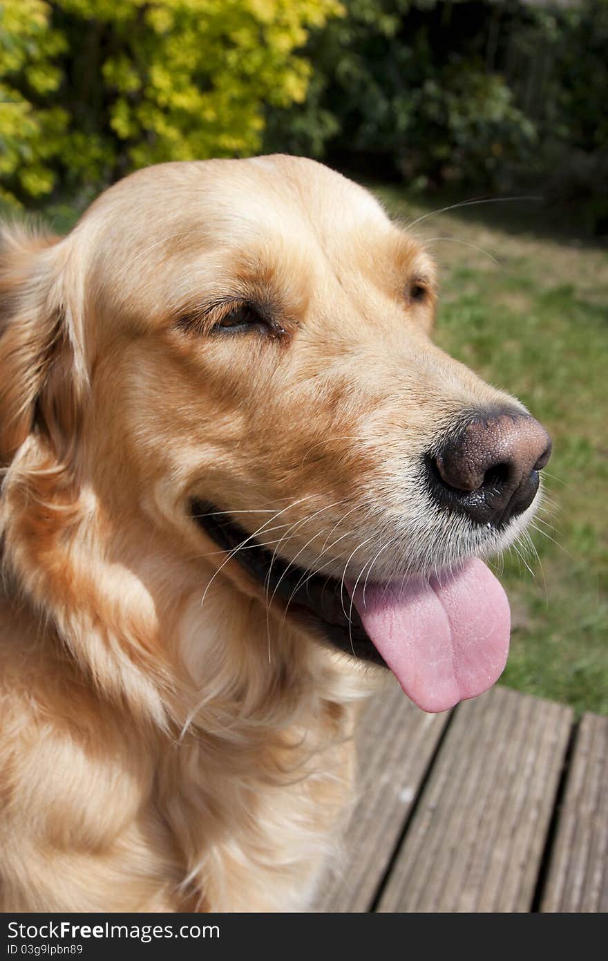 Golden retriever blonde young 1 year old dog in the garden. Golden retriever blonde young 1 year old dog in the garden