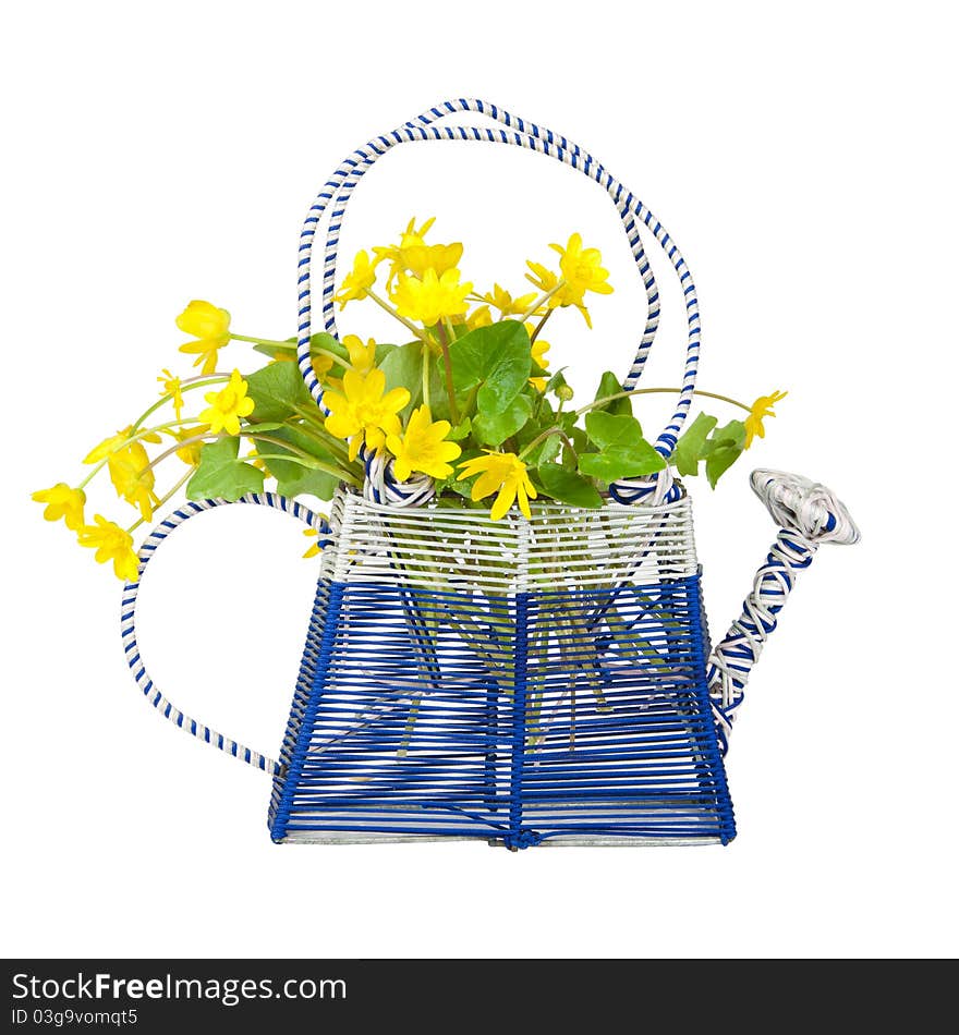 Watering with a bouquet of buttercups isolated on a white background