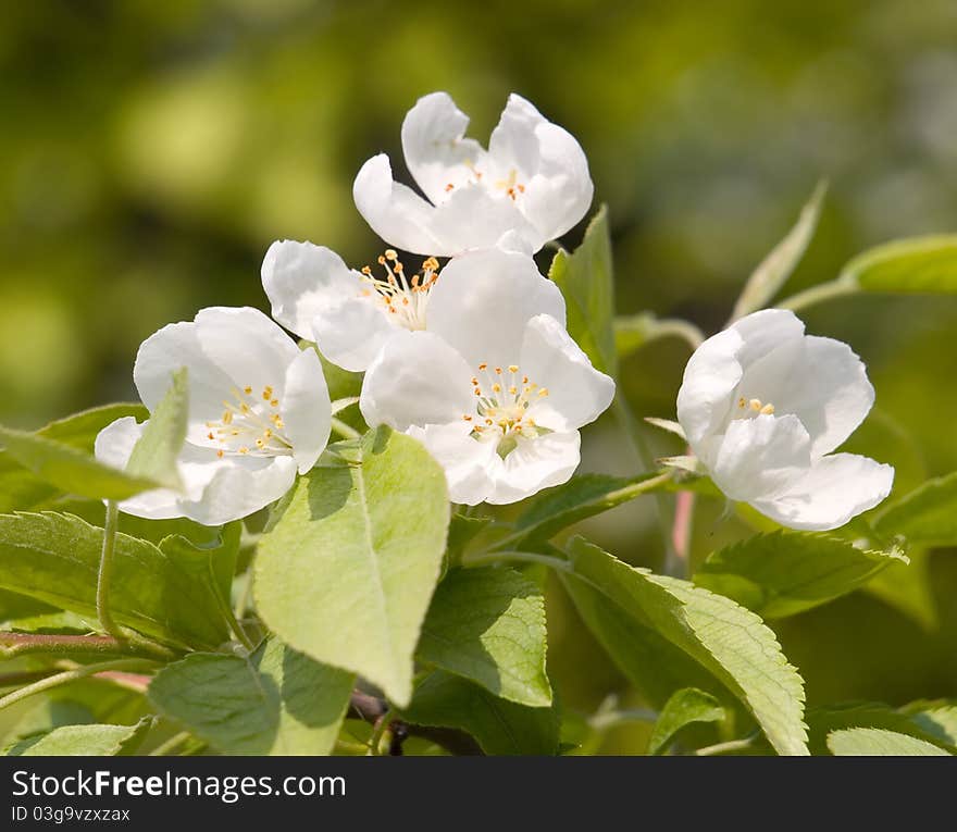 Blossoming apple white flowers closeup. Blossoming apple white flowers closeup.