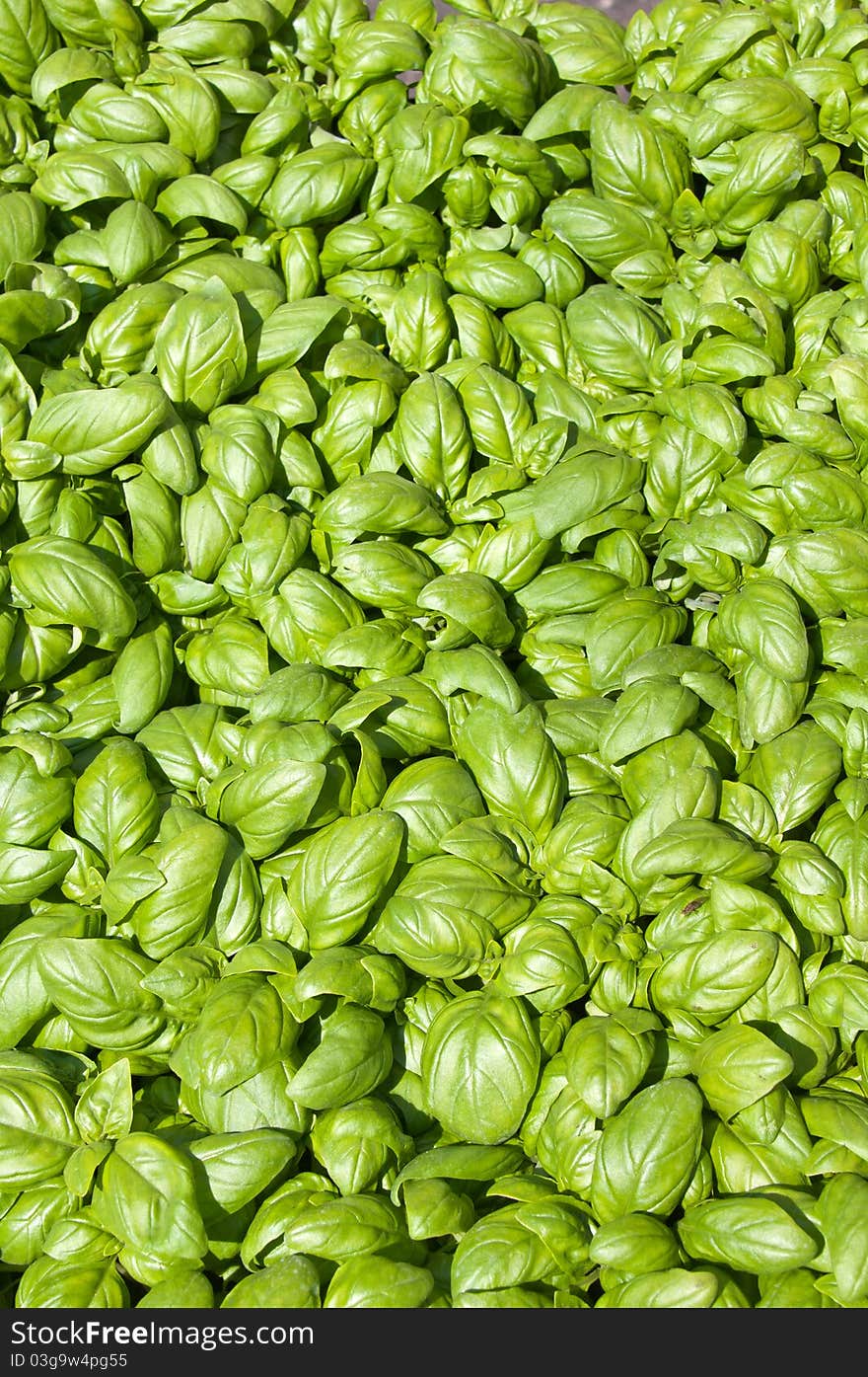 Basil Leaves Background