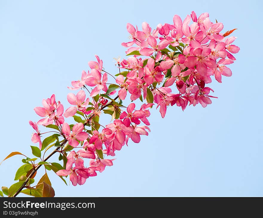 Blossomed pink apple on blue sky background. Blossomed pink apple on blue sky background.