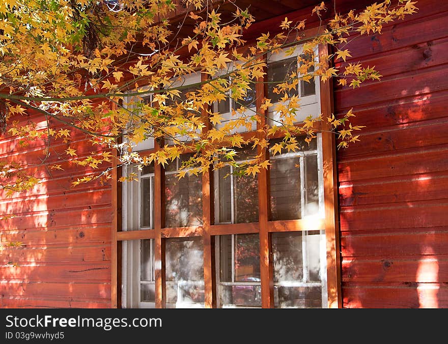 Orange maple tree and leaves