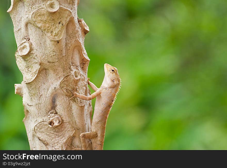 Lizard on the three,phitsanulok Thailand