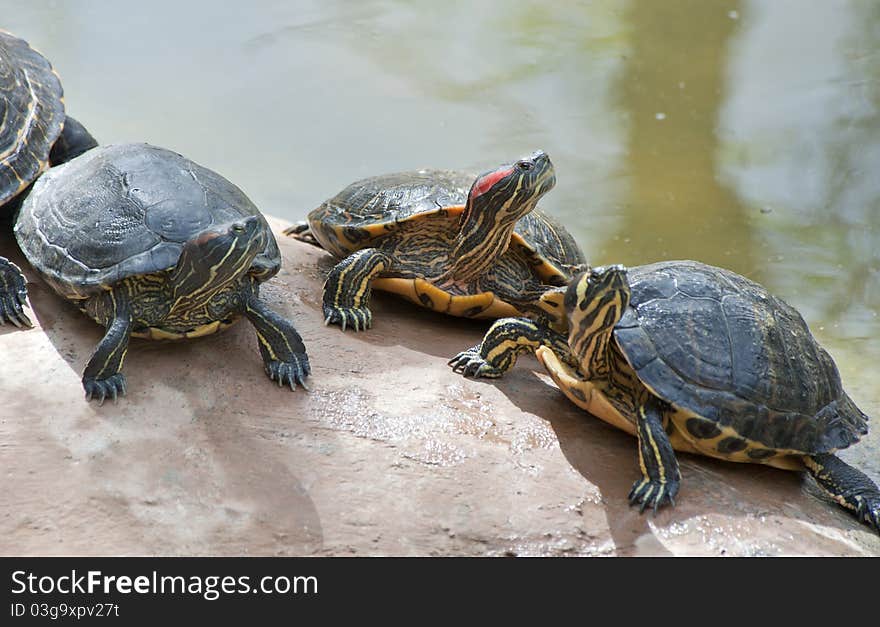 Red Necked Slider Turtle